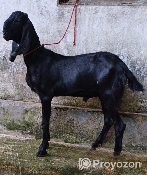 বিটেল পাটা