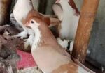 বিগ সাইজ নিউ এডাল্ট সিরাজি
