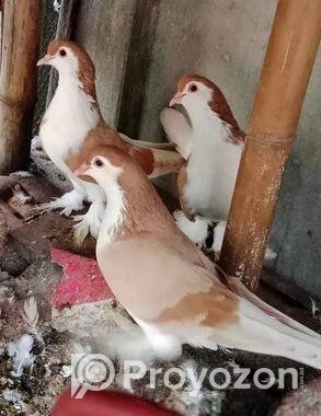 বিগ সাইজ নিউ এডাল্ট সিরাজি