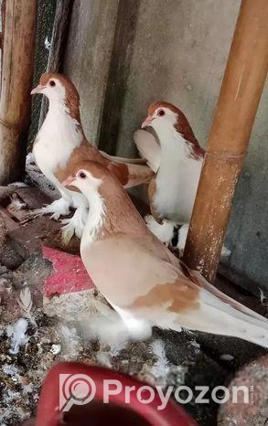 বিগ সাইজ নিউ এডাল্ট সিরাজি