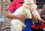 Persian Cat ( পারশিয়ান বিড়াল )