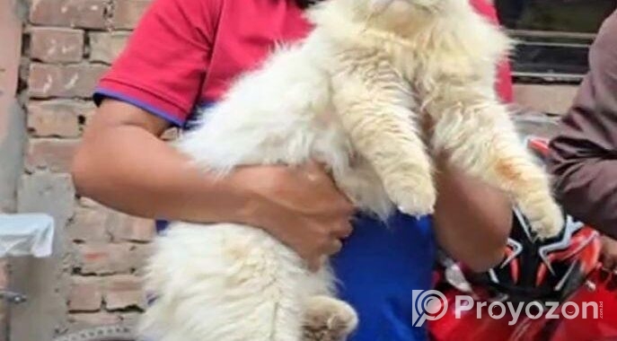 Persian Cat ( পারশিয়ান বিড়াল )