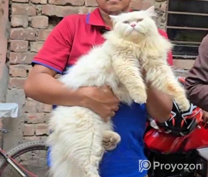 Persian Cat ( পারশিয়ান বিড়াল )