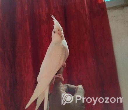১ পিস মেল এলবিনো ককাটেল