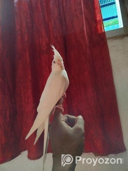 ১ পিস মেল এলবিনো ককাটেল