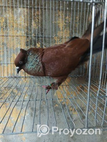 চিলা কবিতোর