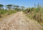 Land For sale Khulna