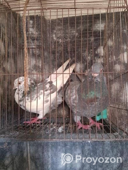 কবুতর বিক্রয়