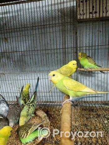 বাজরিগার পাখি