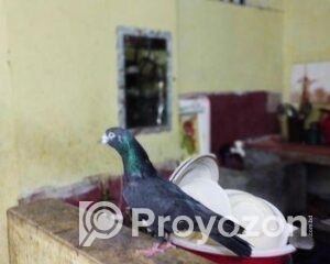 fitted-46_2025-10-29_10-34-32