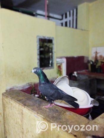 1 Ta Single Nor Gorom