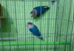 Love Bird