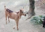 একটি ১ মাসের গাভিন ছাগোল