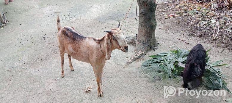 একটি ১ মাসের গাভিন ছাগোল