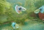 Dumbo mosaic guppy