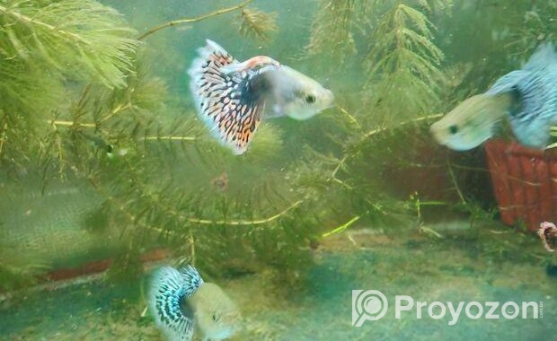 Dumbo mosaic guppy