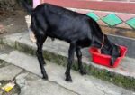 বিটেল পাটা