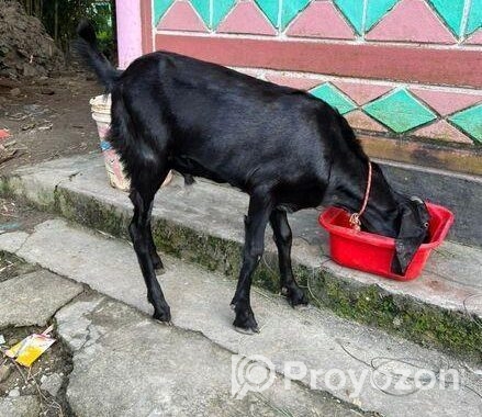 বিটেল পাটা