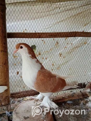 বিগ সাইজ নিউ এডাল্ট সিরাজি