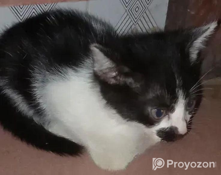 বিড়াল (adoption)