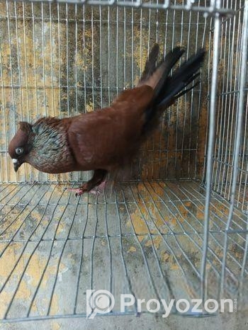 চিলা কবিতোর