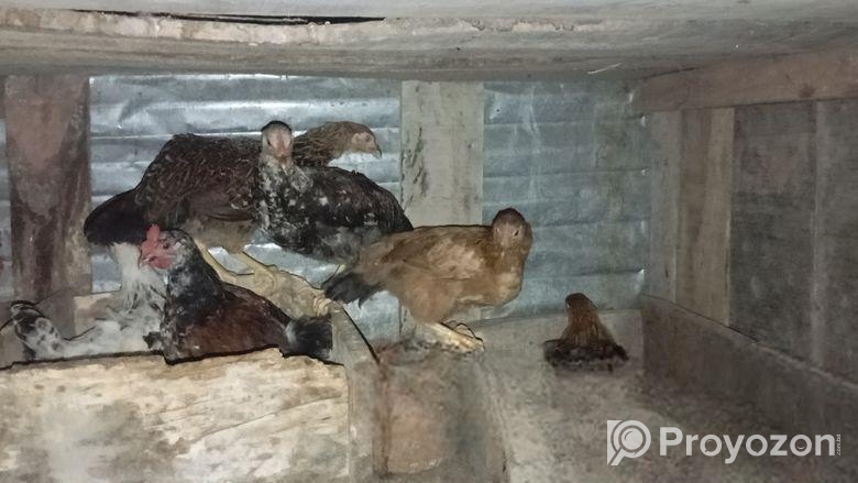 পাখি ডিম সহ