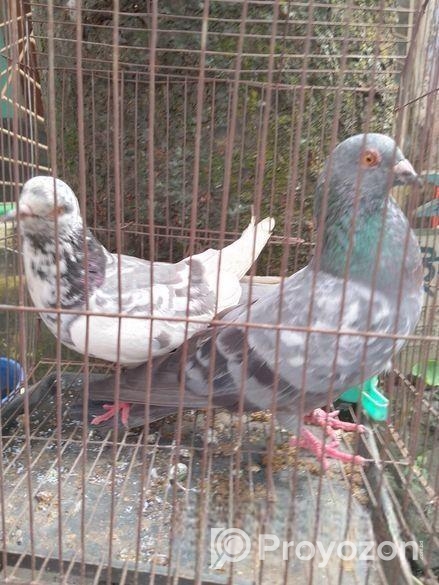 কবুতর বিক্রয়