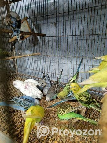 বাজরিগার পাখি