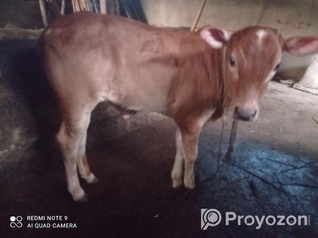 গাভী ও বাছুর