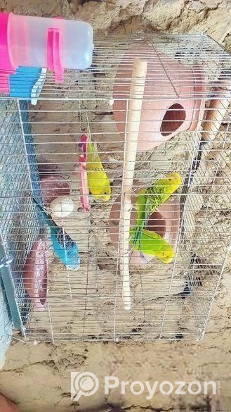 দুই জোড়া বাজরিকা পাখি