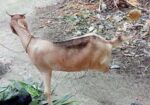 একটি ১ মাসের গাভিন ছাগোল