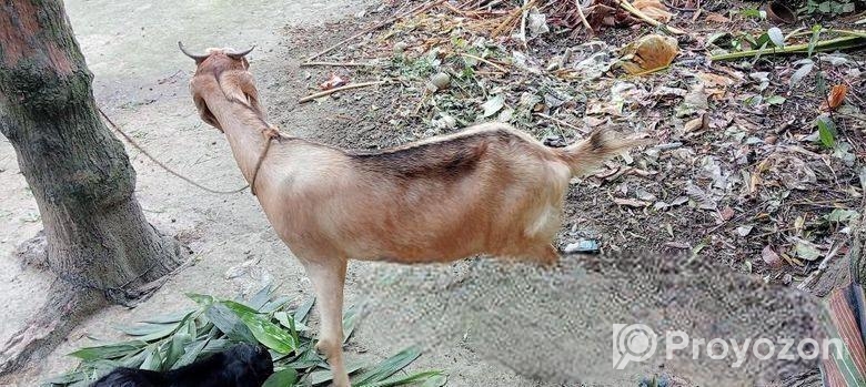 একটি ১ মাসের গাভিন ছাগোল