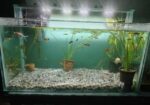 Big size aquarium for sell with full setup