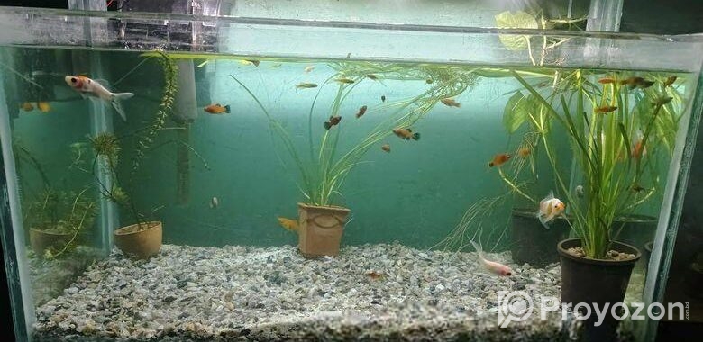 Big size aquarium for sell with full setup