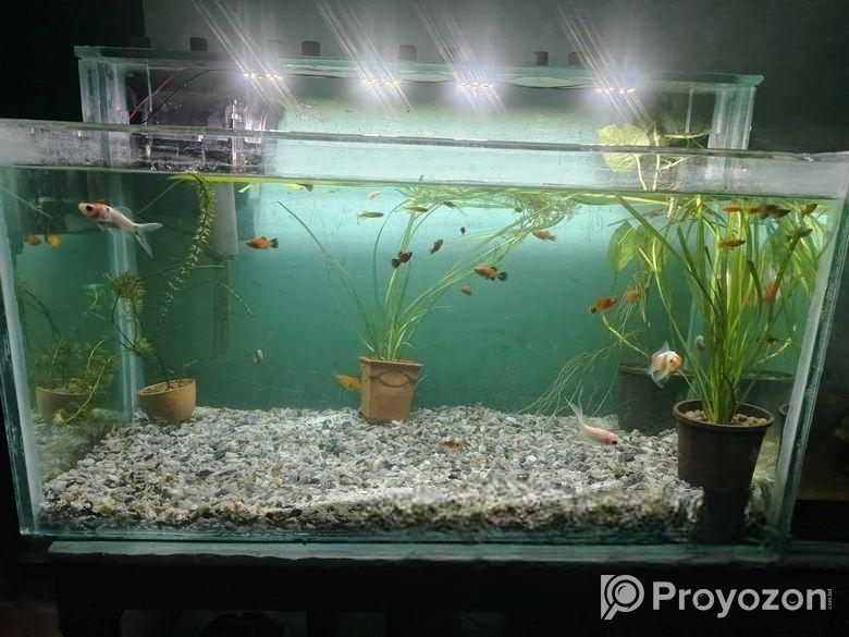 Big size aquarium for sell with full setup