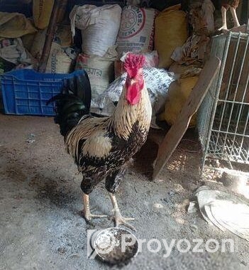 দেশি বিনি মুরগ