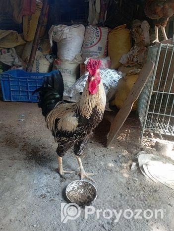 দেশি বিনি মুরগ