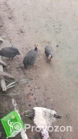 তিতির মুরগি বিক্রয় করা হইবে।