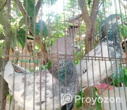 কবুতর গুলো বিক্রি কর হবে