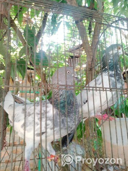 কবুতর গুলো বিক্রি কর হবে