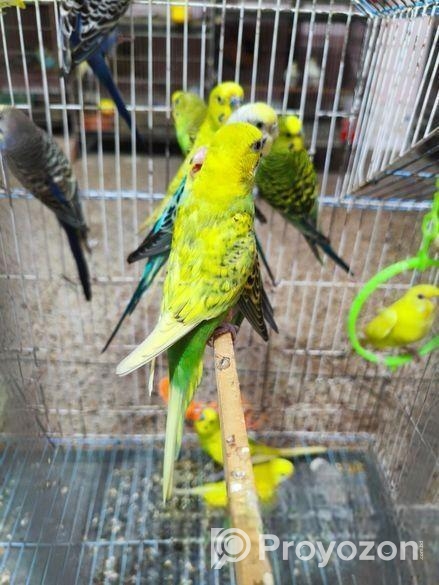 বাজরিগার পাখি