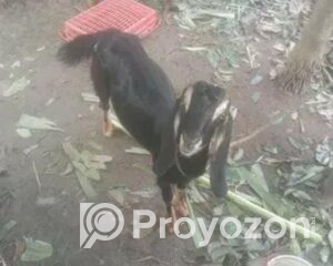 fitted-48_2025-10-21_17-55-38