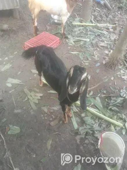 ছাগল মেয়ে