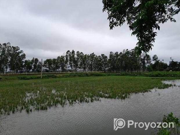 ইউক্যালিপটাস গাছ