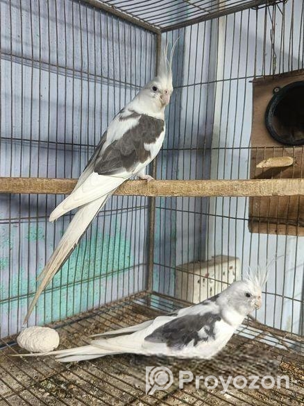 এলভিনো পাইড ককাটেইল