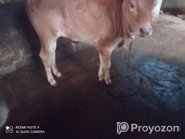 গাভী ও বাছুর