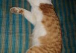 parsian cat