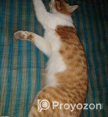 parsian cat