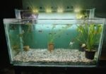 Big size aquarium for sell with full setup