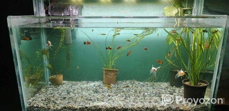 Big size aquarium for sell with full setup